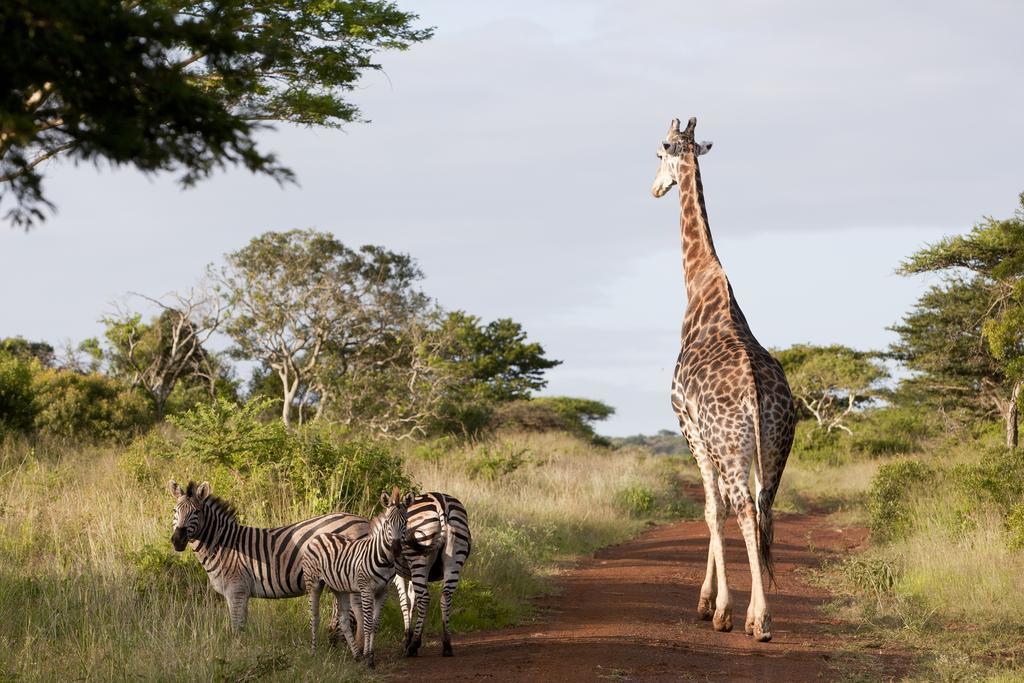 Zululand Tree Lodge Hluhluwe Exterior foto